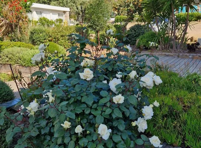 丽斯卡勒酒店 波尔图波罗